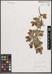 Foto von Salix starkeana Willd.